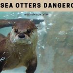 Are Sea Otters Dangerous? (7 Interesting Facts)