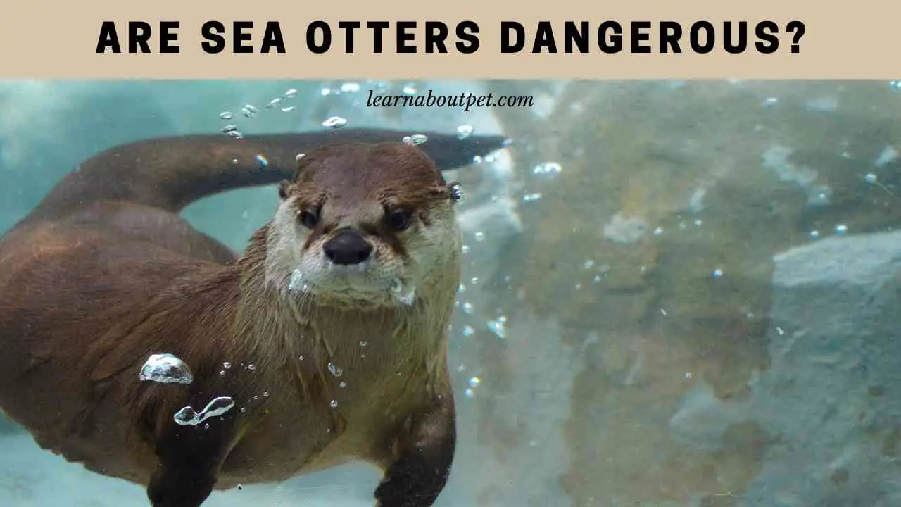 Are Sea Otters Dangerous? (7 Interesting Facts) 2024