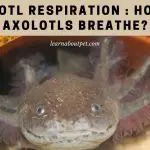 Axolotl Respiration : How Do Axolotls Breathe? 7 Cool Facts