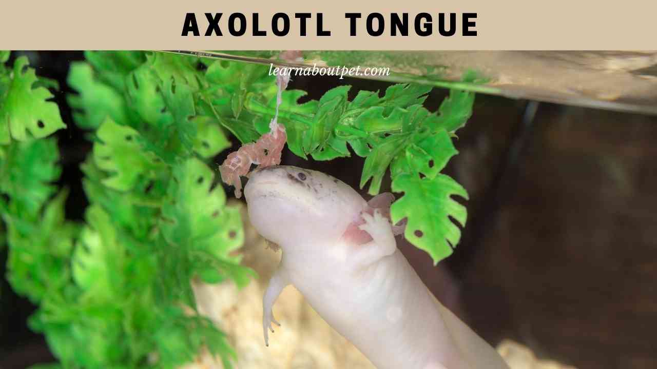Axolotl Tongue Do Axolotls Have Tongues? 5 Clear Facts