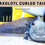 Axolotl Curled Tail : (7 Interesting Axie Tail Facts)