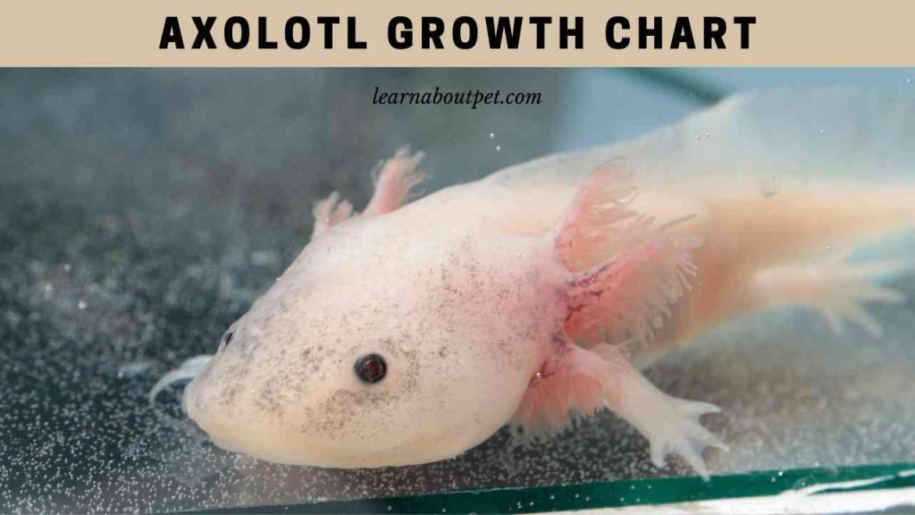Axolotl growth chart