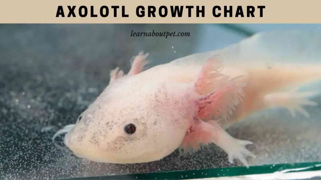 Axolotl Growth Chart How Long Does It Take Axolotls To Grow? 2023