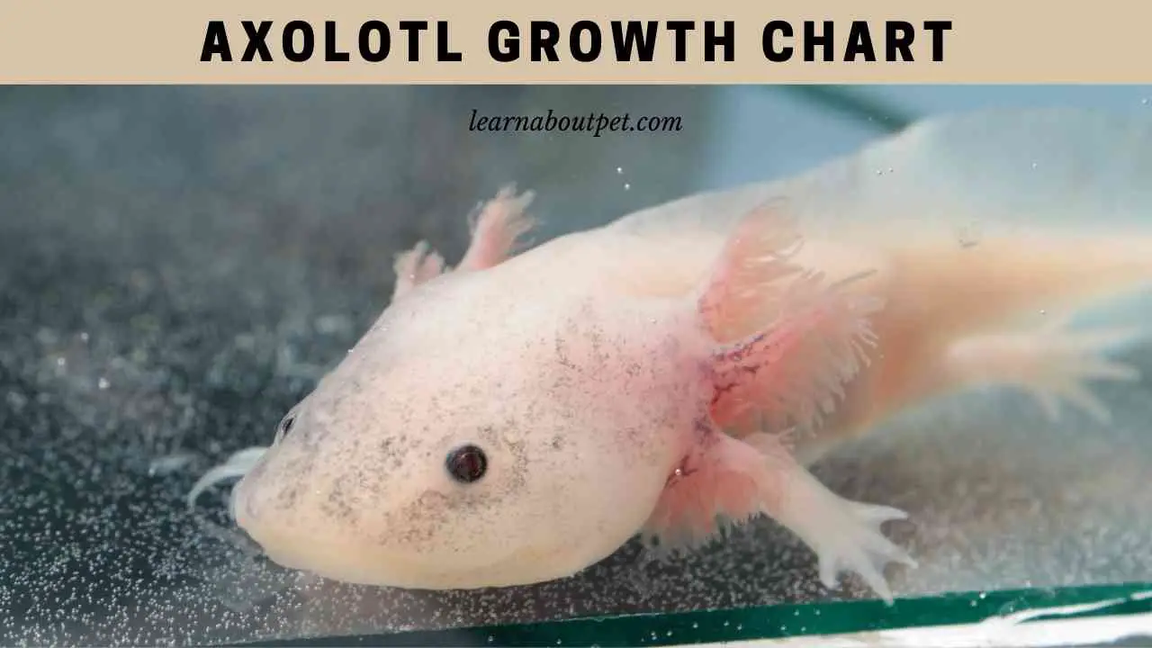 How Many Axolotls Are There 2024 In Usa - Moria Tierney