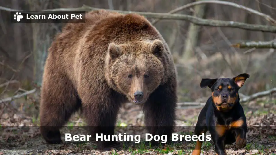 Bear Hunting Dog Breeds 9 Best Breeds To Keep Bears Away