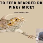 How To Feed Bearded Dragon Pinky Mice Treat? 7 Clear Facts Bearded dragon pinky mice
