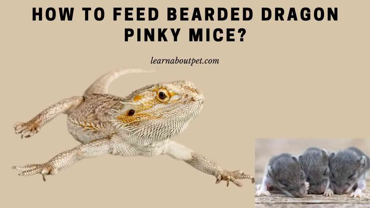 How To Feed Bearded Dragon Pinky Mice Treat? 7 Clear Facts