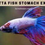 Betta fish stomach explode