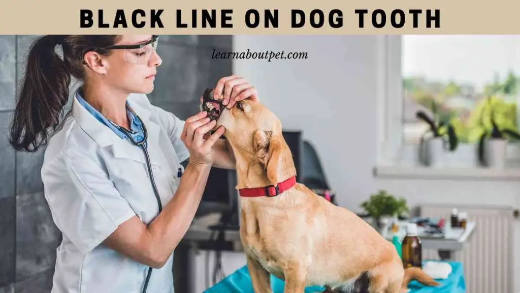 Black line on dog tooth