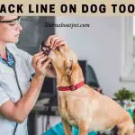 Black Line On Dog Tooth : (11 Menacing Facts)