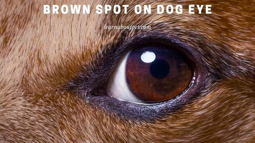 Brown spot on dog eye