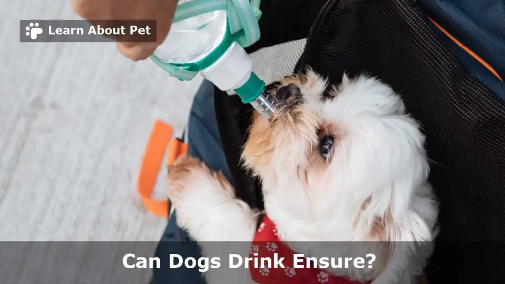 Can dogs drink ensure