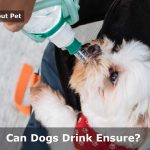 Can Dogs Drink Ensure? 5 Strong Natural Alternatives To Make Dog Gain Weight Can dogs drink ensure