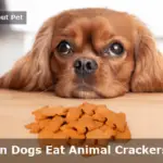 Can Dogs Eat Animal Crackers? (9 Important Facts)