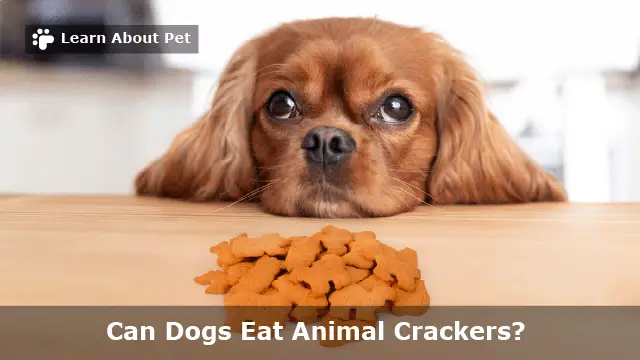 Can dogs eat animal crackers