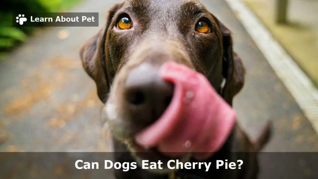 Can Dogs Eat Cherry Pie? (9 Interesting Food Facts) - 2023