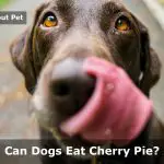 Can Dogs Eat Cherry Pie? (9 Interesting Food Facts)