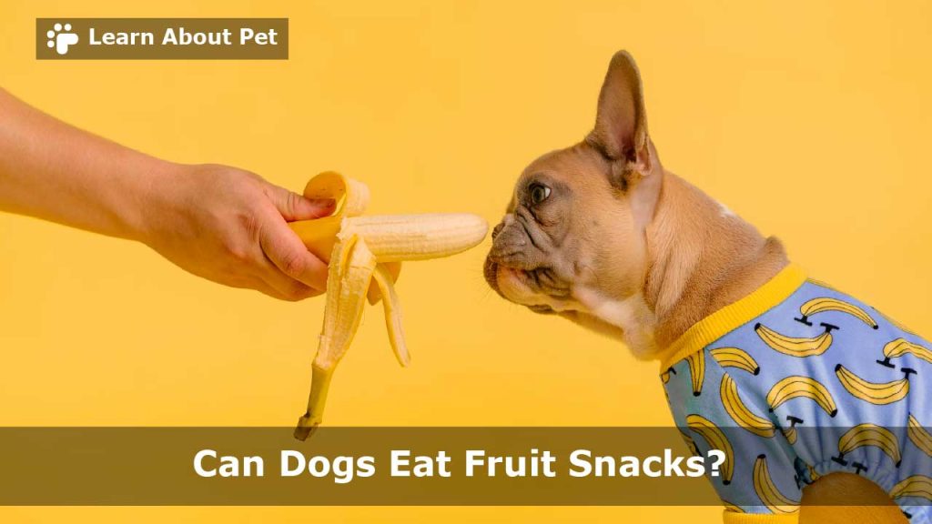 Can Dogs Eat Fruit Snacks? (9 Interesting Food Facts) - 2023