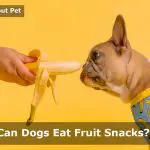 Can dogs eat fruit snacks