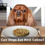 Can Dogs Eat Rice Cakes? (9 Interesting Food Facts)