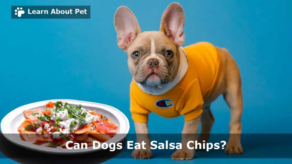 Can dogs eat salsa chips