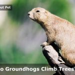 Can Groundhog Climb Trees