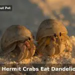 Can Hermit Crabs Eat Dandelions? (7 Interesting Facts)