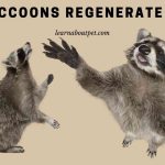 Can Raccoons regenerate limbs