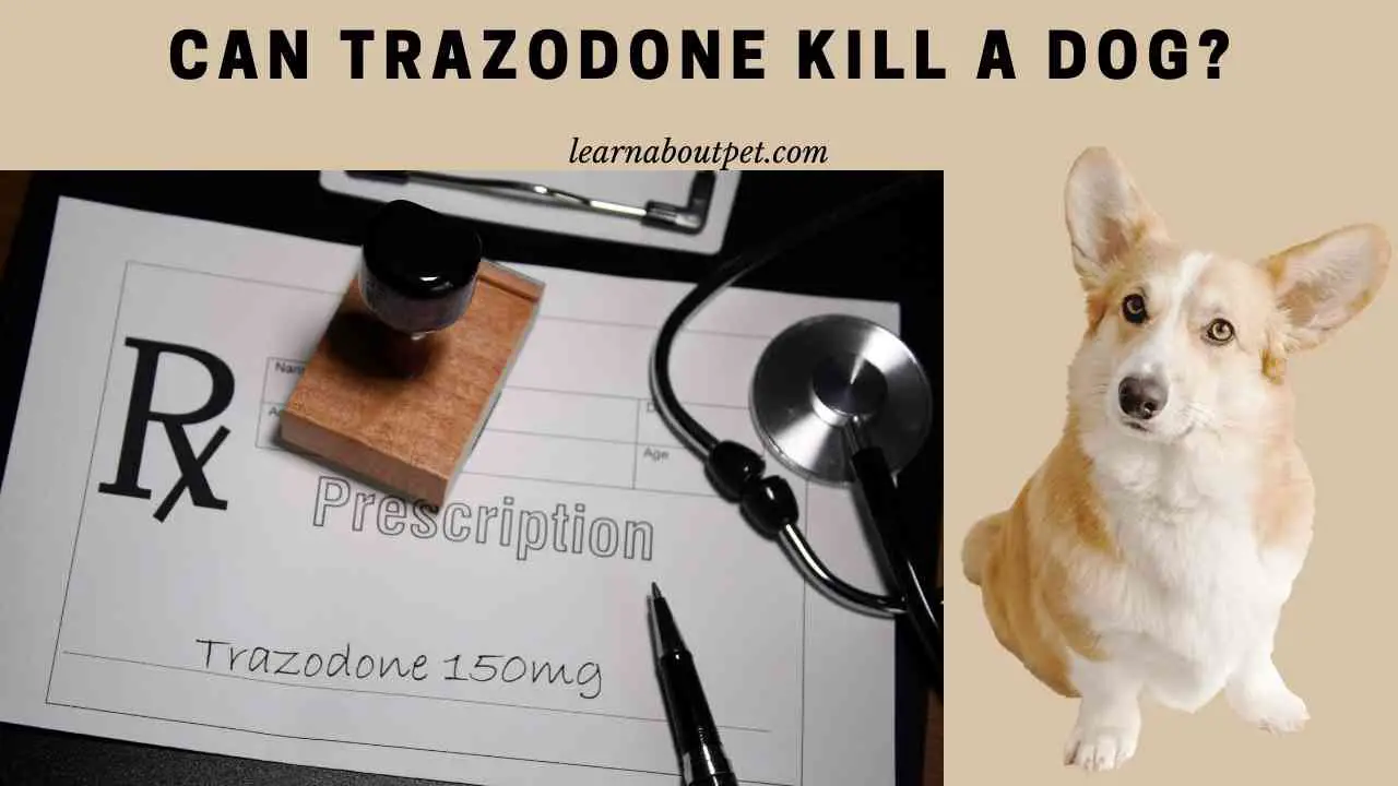 can-trazodone-kill-a-dog-can-trazodone-hurt-dogs-2023