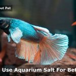 Aquarium Salt For Betta Fish : (15 Important Facts)