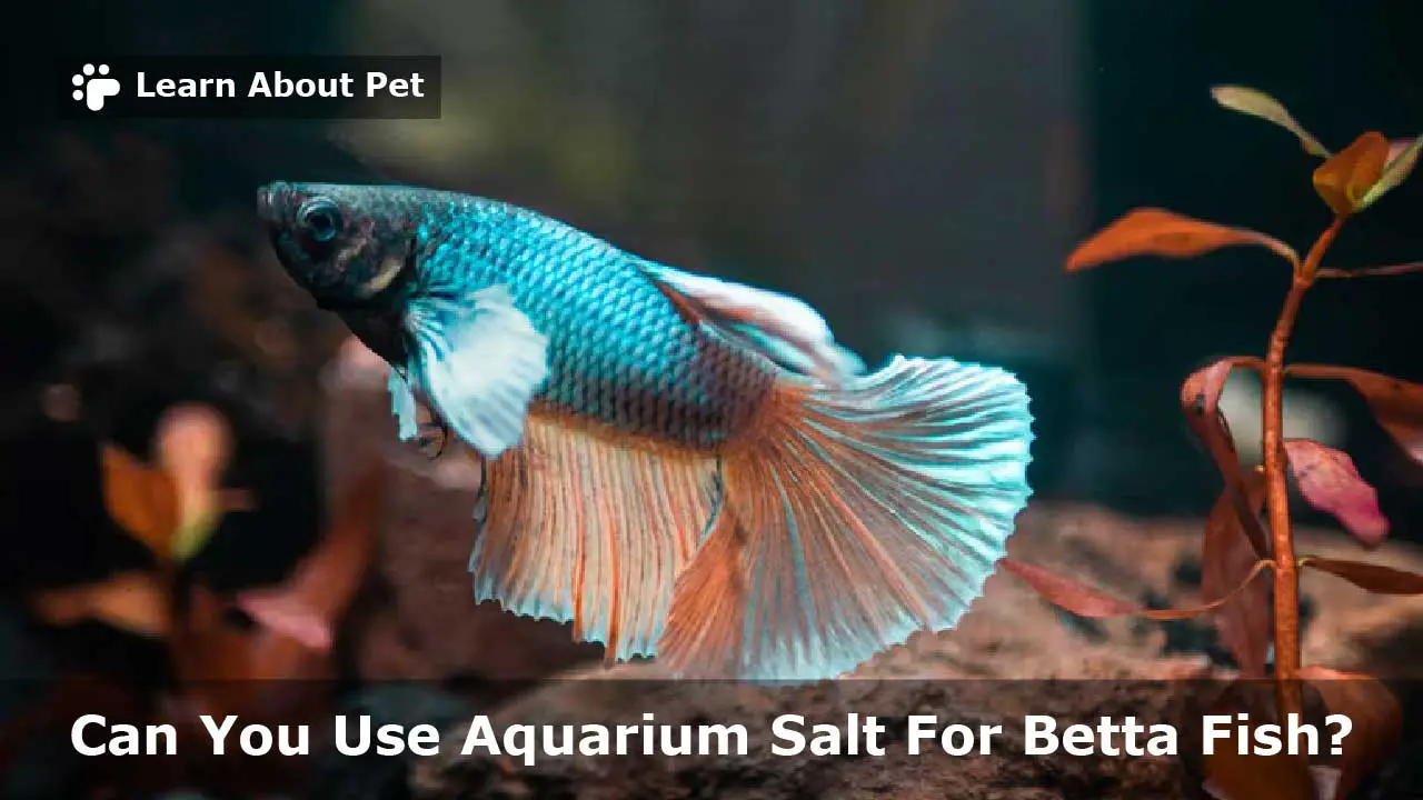 Aquarium Salt For Betta Fish : (15 Important Facts) - 2022