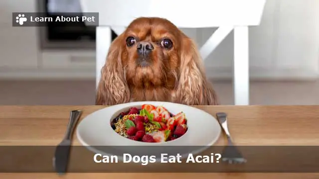 Can Dogs Eat Acai? (7 Interesting Dog Food Facts) - 2022