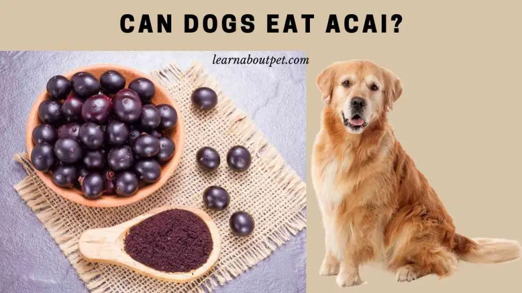 Can dogs eat acai