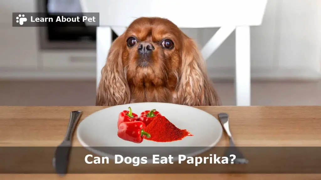 Can dogs eat paprika