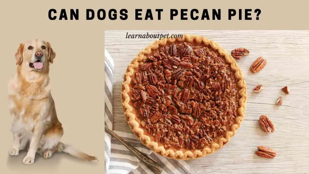 Can dogs eat pecan pie