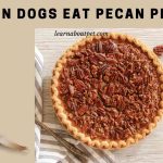Can Dogs Eat Pecan Pie? (7 Interesting Food Facts) Can dogs eat pecan pie