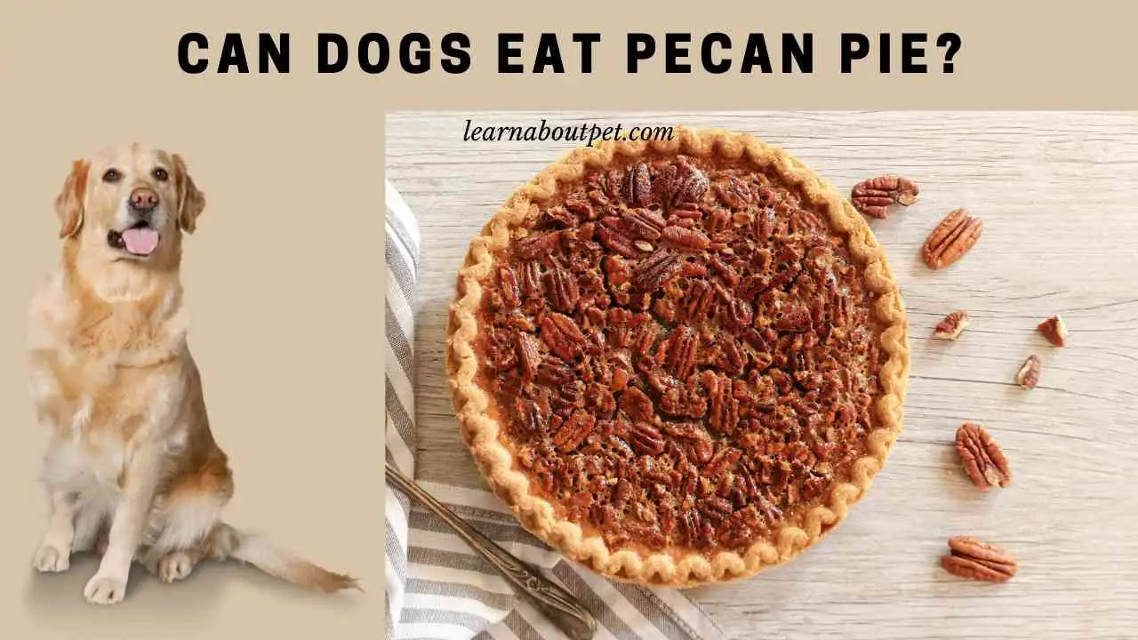 Can Dogs Eat Pecan Pie? (7 Interesting Food Facts) 2023