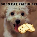 Can Dogs Eat Raisin Bread? (9 Interesting Food Facts)