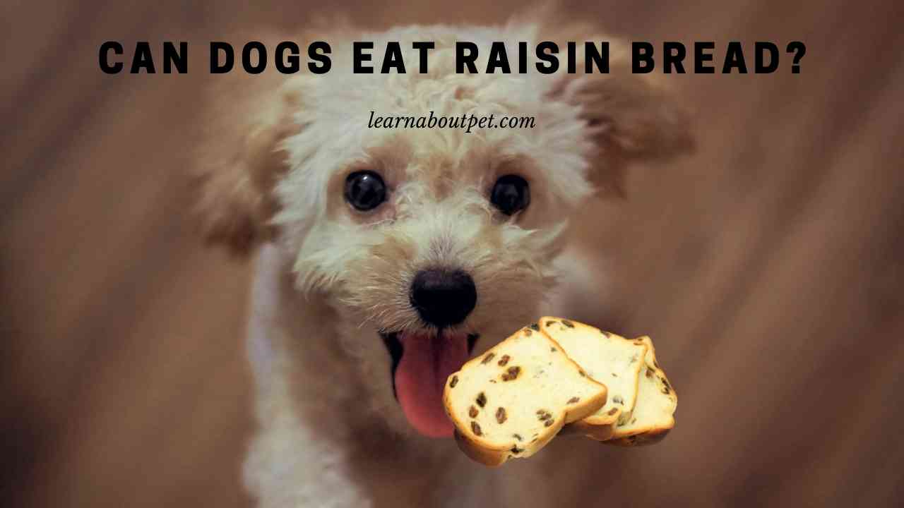 Can Dogs Eat Raisin Bread? (9 Interesting Food Facts) - 2023