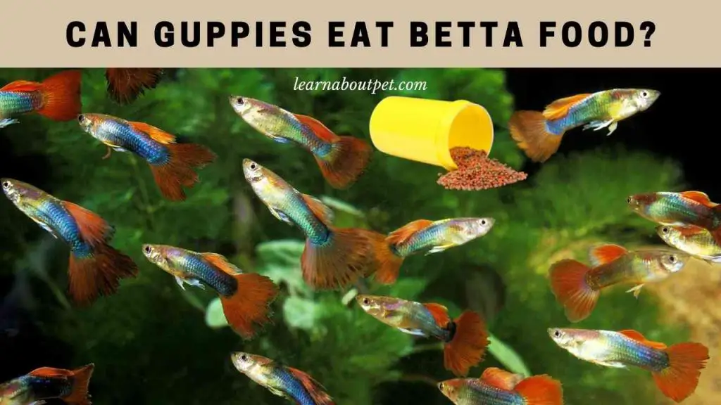 Can guppies eat betta food