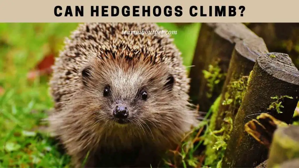 Can hedgehogs climb