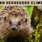 Can Hedgehogs Climb? (7 Interesting Facts)