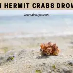 Can Hermit Crabs Drown? (9 Interesting Facts)