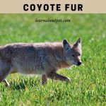 Coyote Fur : What Coyote Fur Looks Like? 7 Clear Facts