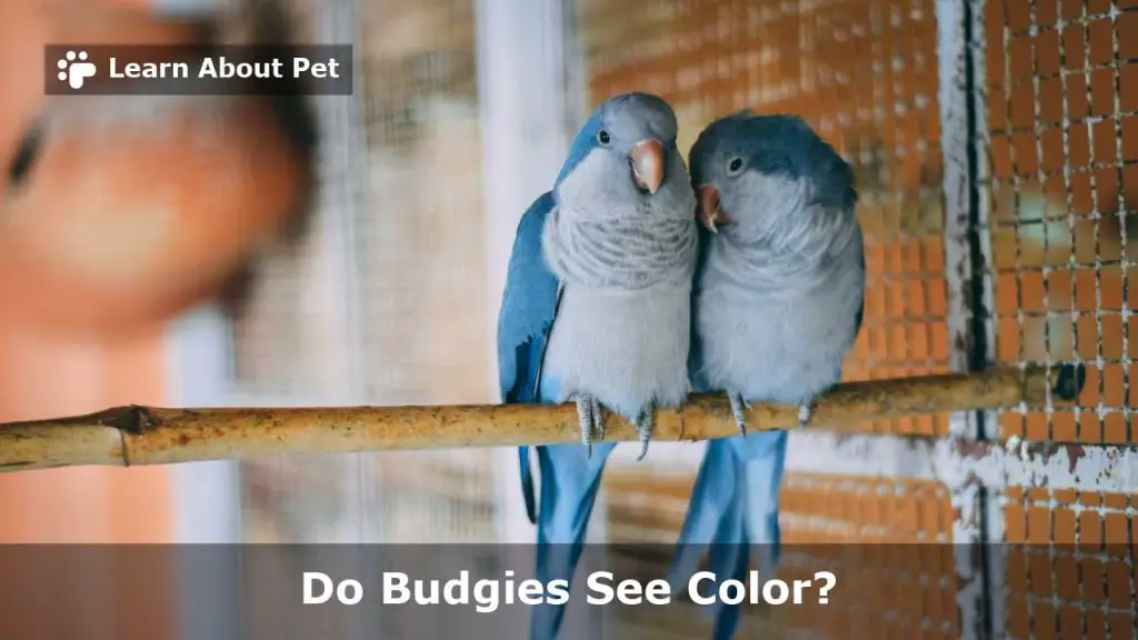 Do budgies see color