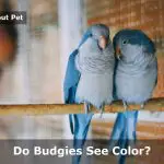 Do Budgies See Color? (7 Interesting Vision Facts)