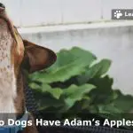 Do Dogs Have Adam's Apples? (9 Interesting Facts)