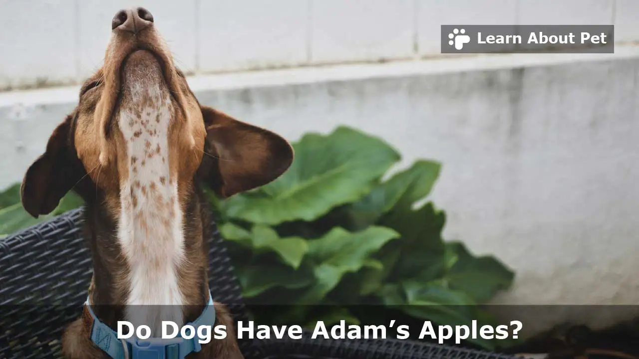 Do Dogs Have Adam's Apples? (9 Interesting Facts) 2025