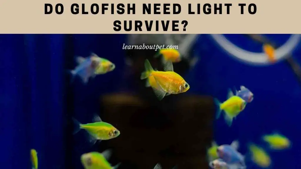 Do glofish need light to survive
