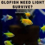 Do Glofish Need Light To Survive? (7 Important Facts)
